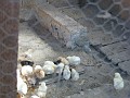 20110606_Aqua_si_CS 004